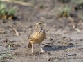 Red-naped bushlark, Mirafra africana