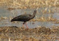 Red-naped ibis