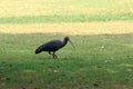 Red naped ibis bird with long legs and long downcurved beak walking on green grass lawn in park Royalty Free Stock Photo