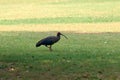 Red naped ibis bird with long legs and long downcurved beak walking on green grass lawn in park Royalty Free Stock Photo