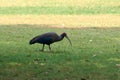 Red naped ibis bird with long legs and long downcurved beak walking on green grass lawn in park Royalty Free Stock Photo