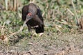 Red - naped ibis bird