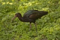 The glossy ibis (Plegadis falcinellus).