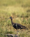 Red naped ibis or Indian black ibis or Pseudibis papillosa bird closeup or portrait with Grasshopper insect kill in beak and