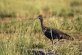 Red naped ibis or Indian black ibis or Pseudibis papillosa bird closeup or portrait with Grasshopper insect kill in beak and