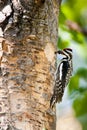 Red Naped Sapsucker