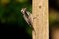 Red Naped Sapsucker