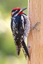 Red-naped Sapsucker