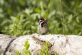 Red Naped Sapsucker