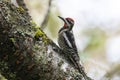 Red naped Sapsucker