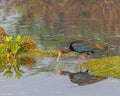 A Red Napped Ibis fishing Royalty Free Stock Photo