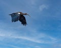 A Red Napped Ibis