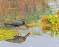 A Red Napped Ibis hunting Royalty Free Stock Photo