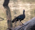 Red napped ibis looking at the camera standing of fallen tree Royalty Free Stock Photo