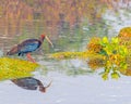 A Red Napped Ibis targeting its prey Royalty Free Stock Photo