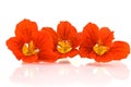 Red nasturtium Royalty Free Stock Photo