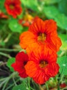 Red nasturtium blooms profusely in the flower bed of the Botanical garden Royalty Free Stock Photo