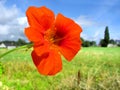 Red nasturtium flower