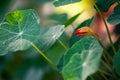 Red Nasturtium Flower Bud Royalty Free Stock Photo