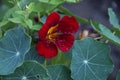 Red nasturtium flower close up Royalty Free Stock Photo