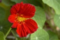 Red nasturtium flower on a flowerbed in a garden closeup Royalty Free Stock Photo