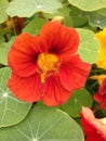 Red nasturtium flower Royalty Free Stock Photo