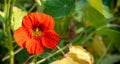 Red nasturtium flower in the summer garden Royalty Free Stock Photo