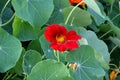 Red nasturtium among green leaves, blooming nasturtium, green in summer, red petals and yellow flower center, edible flowers Royalty Free Stock Photo
