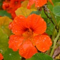 Red Nasturtium Tropaeolum flowers with dew drops