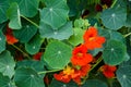 Red Nasturtiums with green round leaves in a spring season at a botanical garden.