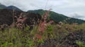 Red Natal grass or Melinis repens