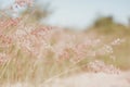 Red natal grass (shallow abstract background)