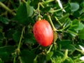 Red Natal plum fruit