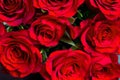 Red natural roses background