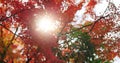 Red, nature and Japanese maple trees, plant leaves change color and sunshine in autumn season. Outdoor, beauty and Royalty Free Stock Photo