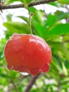 red in nature macro raindrops red berry 