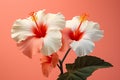 Plant hawaii floral blossom rose chinese tropical isolated nature red bloom flower