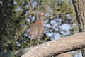 Red neck francolin on a branch Royalty Free Stock Photo