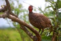 Red-necked Francolin (Francolinus afer) Royalty Free Stock Photo