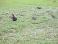 A Red Necked Francolin With Doves And Pigeons Royalty Free Stock Photo