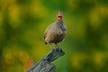 Red-necked Francolin, Pternistis afer, bird in the nature habitat, Okavango, delta, Botswana, Africa. Evening light with bird sit Royalty Free Stock Photo