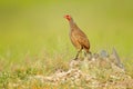 Red-necked Francolin, Pternistis afer, bird in the nature habitat, Okavango, delta, Botswana, Africa. Evening light with bird sit Royalty Free Stock Photo