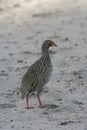 Red-necked francolin, Pternistis afer Royalty Free Stock Photo