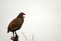 Red-necked francolin (Pternistis afer) Royalty Free Stock Photo