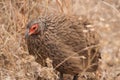 Red-necked francolin Royalty Free Stock Photo