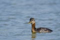 Red Necked Grebe Royalty Free Stock Photo