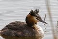 Red Necked Grebe Royalty Free Stock Photo