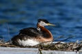 Adorable Red-necked Grebe bird sits on eggs on her nest with one cute hatched baby Royalty Free Stock Photo