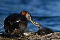 Red-necked Grebe bird sits on eggs on her nest with one hatched baby Royalty Free Stock Photo