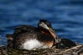 Red-necked Grebe bird sits on nest with baby bird by her side Royalty Free Stock Photo